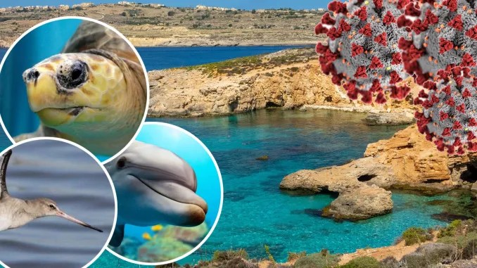 Increase in local fauna sightings during the COVID-19 pandemic