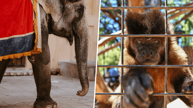 Animals for Amusement